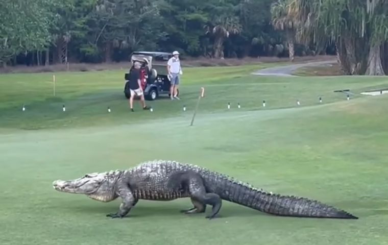 一隻巨大的短吻鱷竟然在高爾夫場上毫無忌憚的漫步。摘自臉書