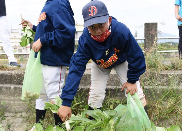郭勇士的兒子郭宇恩參加徐生明少棒賽也首次採蘿蔔。徐生明棒球發展協會提供