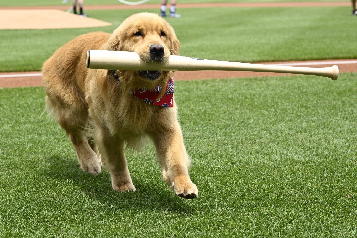 黃金獵犬布魯斯大聯盟首秀。摘自大聯盟推特