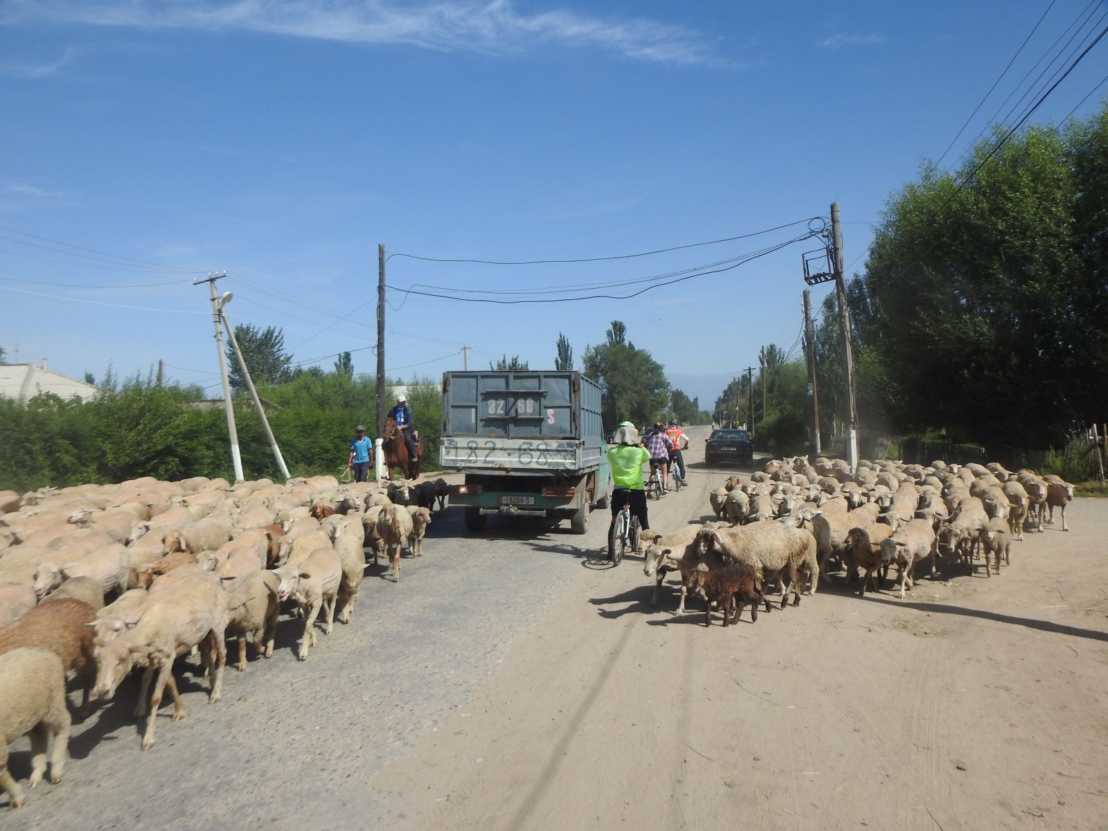 吉爾吉斯公路上的羊群，盡顯當地風情。單車環球壯遊聯盟提供