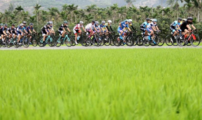 環台賽第五站,車隊行經稻田。中華民國自由車協會/提供。