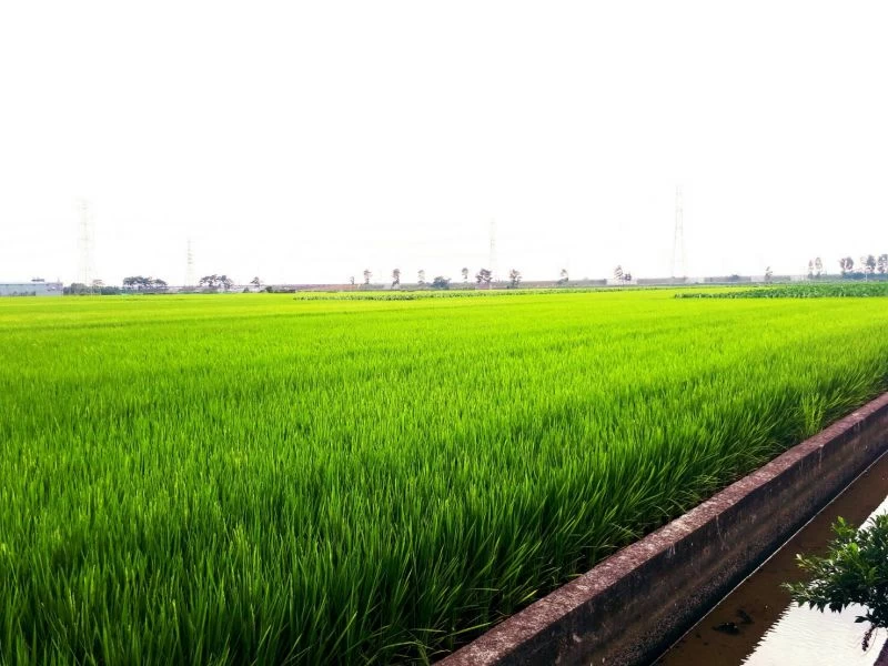 美麗的稻浪景致。