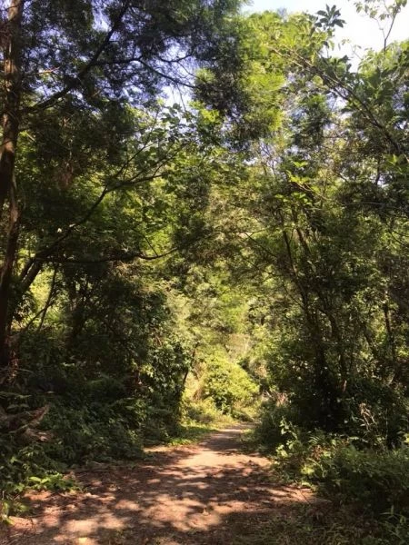 自然原始林道。