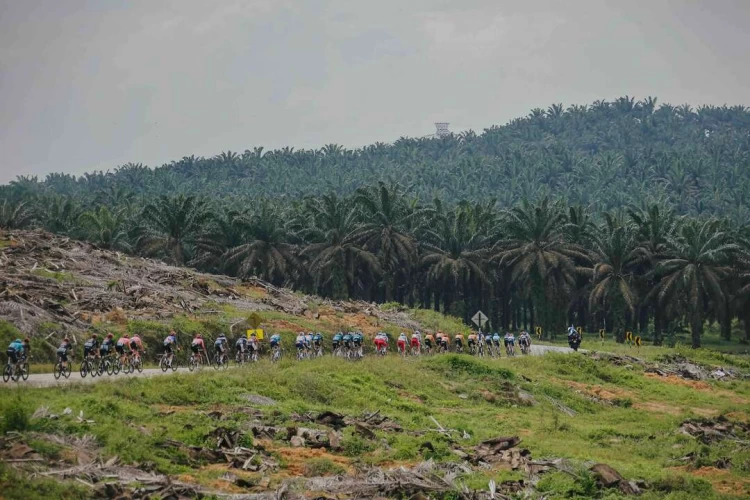 選手們穿梭在棕櫚樹的風景裡。Le Tour de Langkawi提供