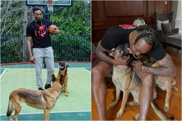 「魔獸」霍華德（Dwight Howard）的愛犬比利時牧羊犬「週日（Sunday），日前竟被撞死。摘自霍華德IG