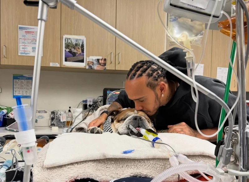 漢米爾頓( Lewis Hamilton）暖心陪伴昏迷的鬥牛犬 Roscoe 。摘自漢彌爾頓IG